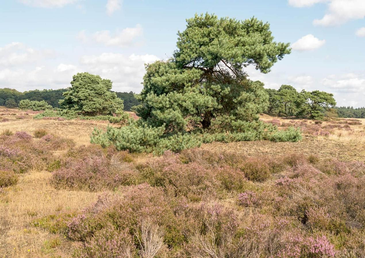 Heerlijke Vakantiewoning Veluwse Bossen Putten Bagian luar foto